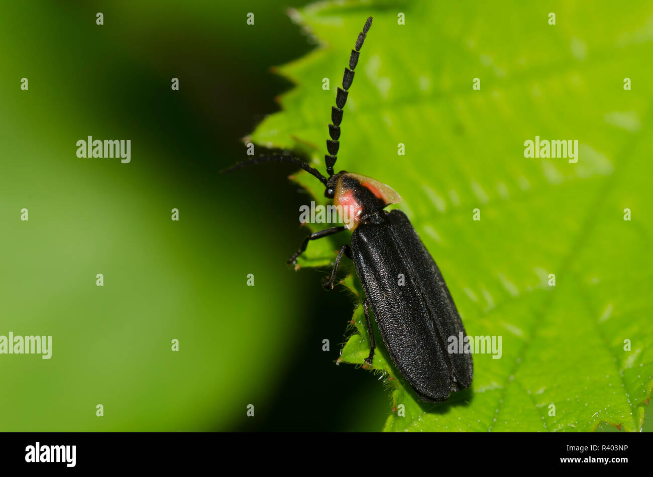 Schwarz Firefly, Lucidota atra Stockfoto