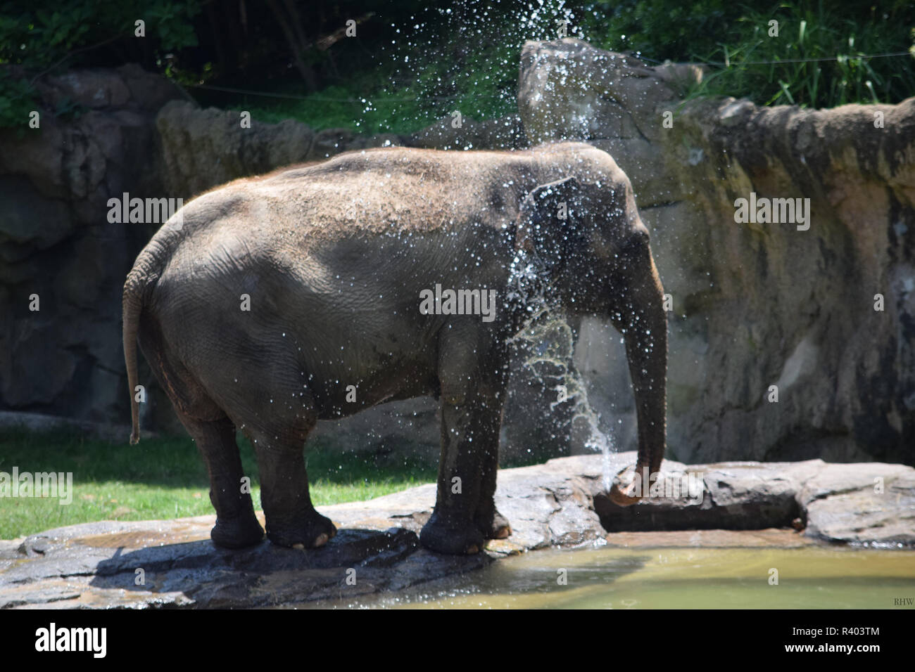 Elefant spritzt Wasser auf Sich Selbst Stockfoto