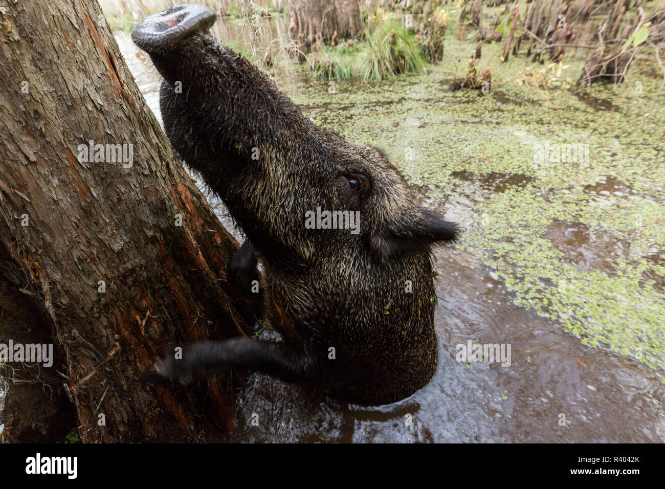 Wildschwein schwimmt in einem Louisiana Swamp und umarmt einen Cypress Tree Stockfoto