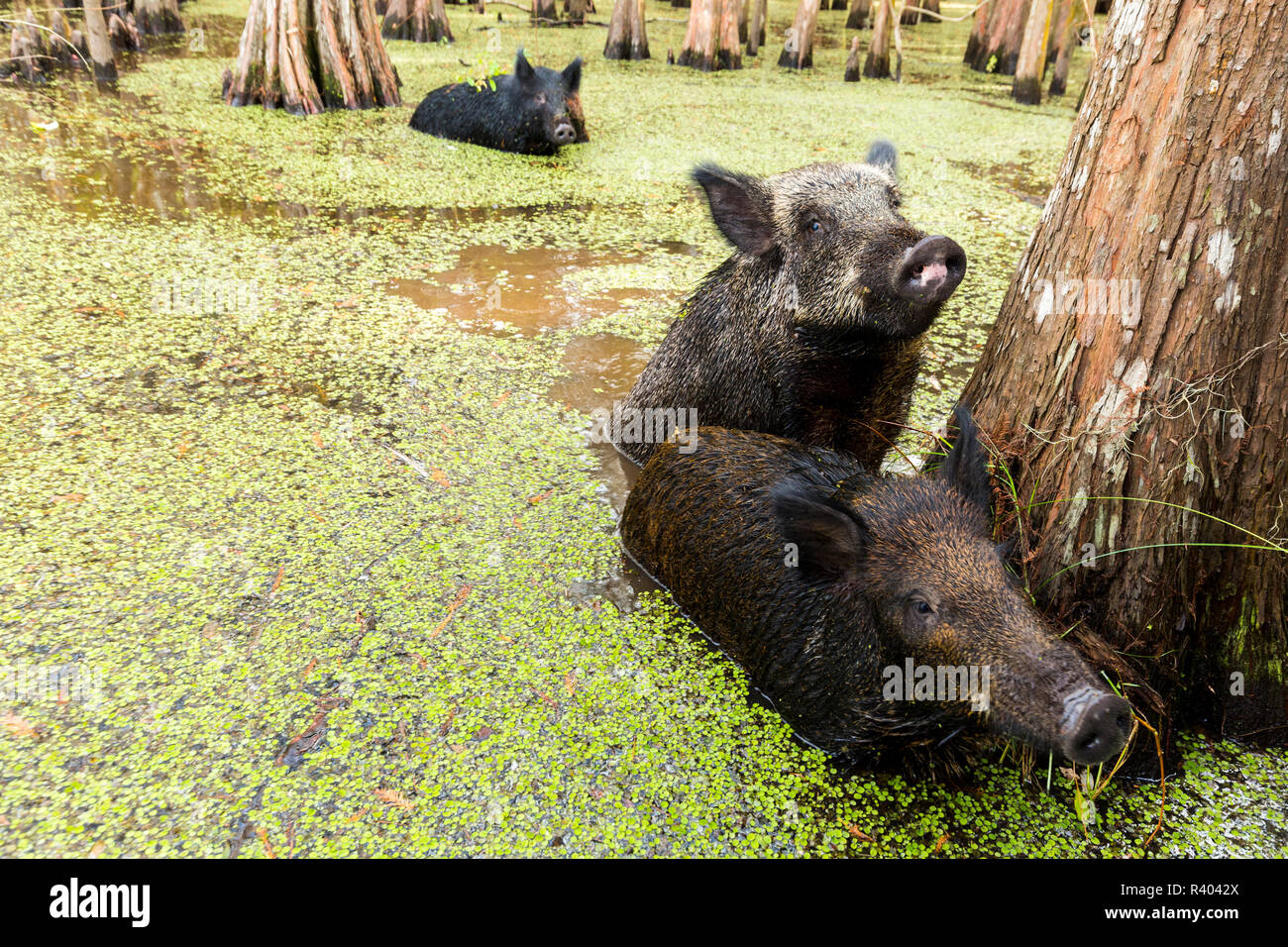 Der schwarzwildpopulation Schwimmen in einem Louisiana swamp Stockfoto