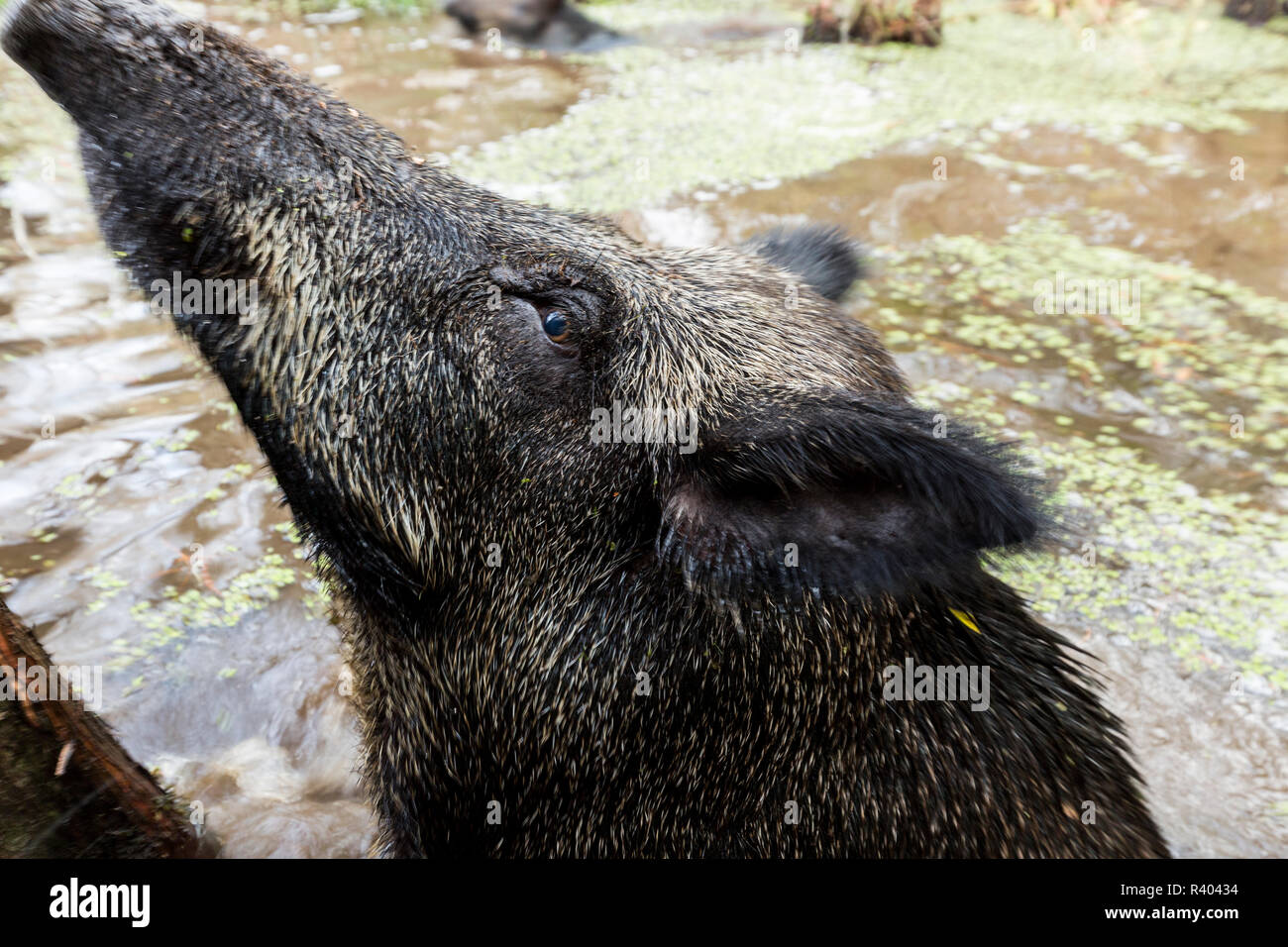 Wildschwein schwimmt in einem Louisiana Swamp. Stockfoto