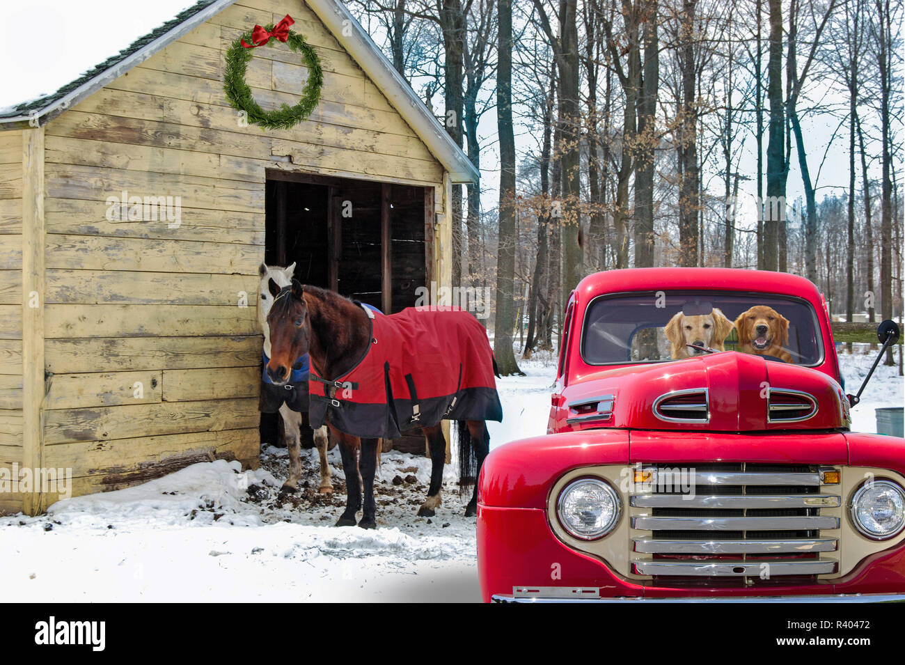 Rot retro Pickup Truck und Pferden durch die ländlichen Scheune im Winter mit Weihnachten Kranz Stockfoto
