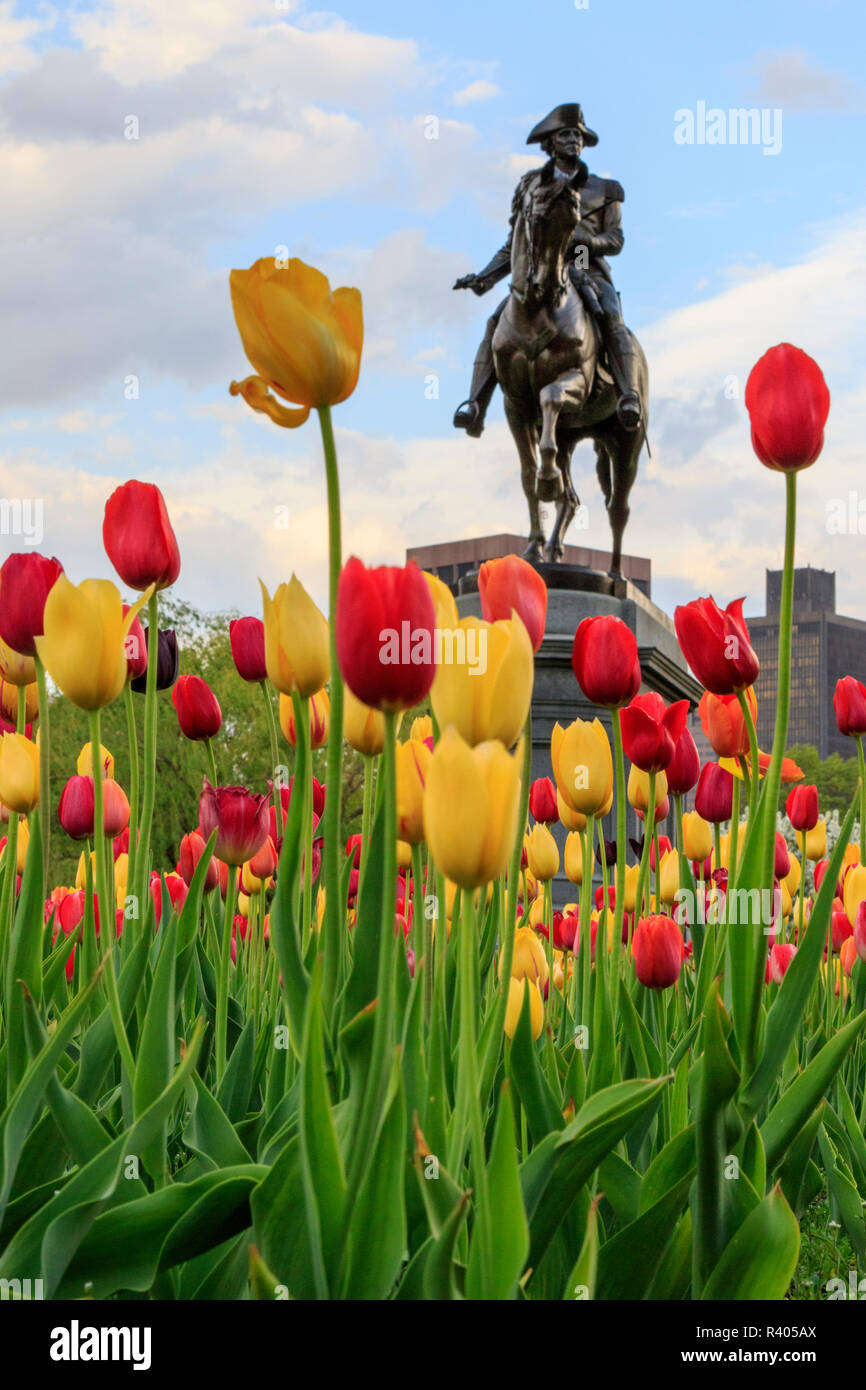 Boston, Massachusetts, USA. George Washington Statue mit Tulpen in den Vordergrund. Boston Public Garden. Stockfoto