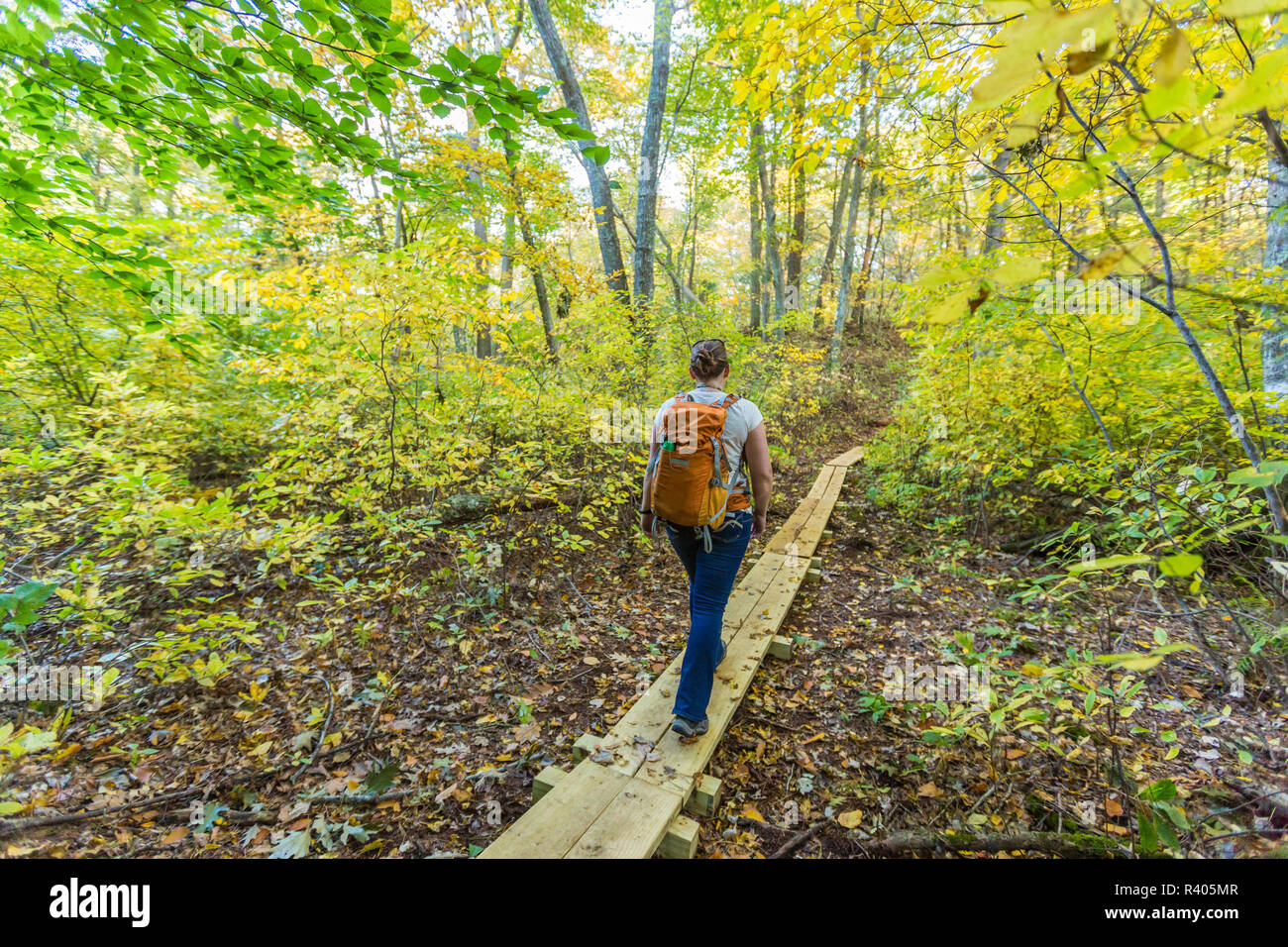 Junge Frau zu Fuß in den Wäldern in Wellesley, Massachusetts. Hoyt-Hall bewahren. (MR) Stockfoto