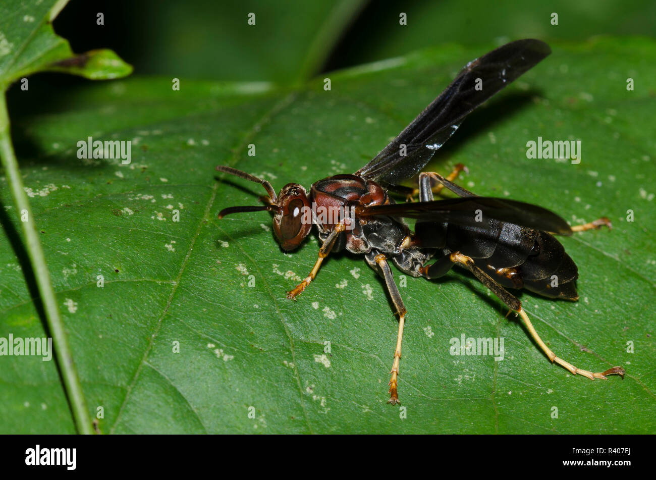 Paper Wasp, Feldwespe metricus, Weiblich Stockfoto