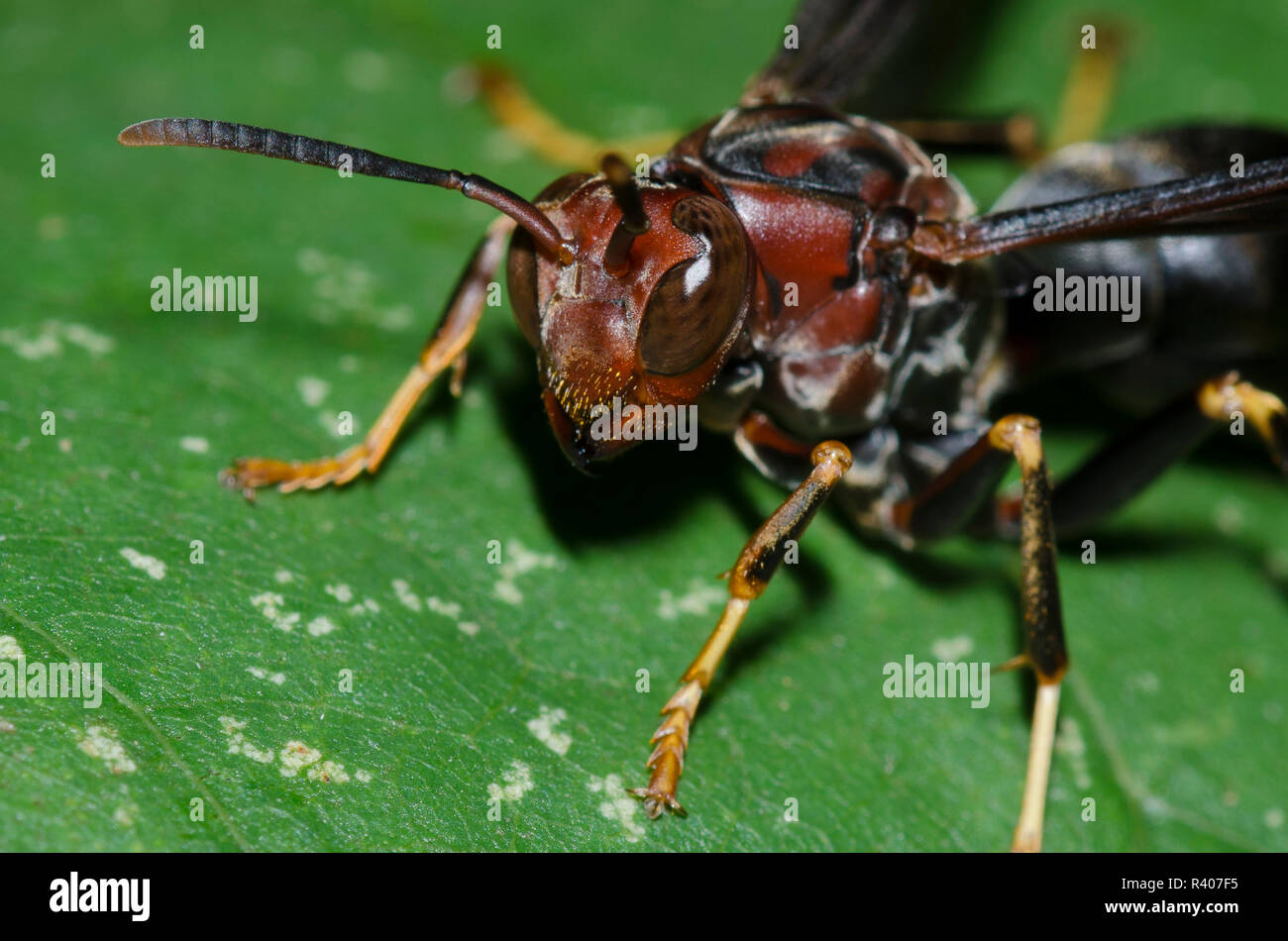 Paper Wasp, Feldwespe metricus, Weiblich Stockfoto