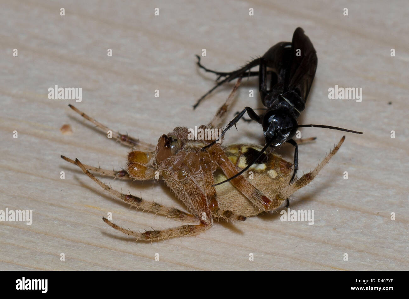 Spider Wasp, Episyron biguttatus biguttatus, Weibchen mit gelähmten Mann beschmutzt orb Weaver, Neoscona crucifera Stockfoto