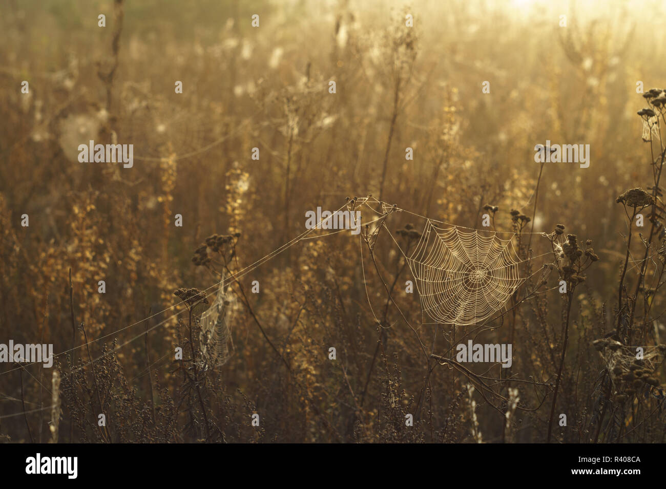 Trockenes Gras und Spinnennetz mit Tautropfen auf einem unscharfen Hintergrund Stockfoto