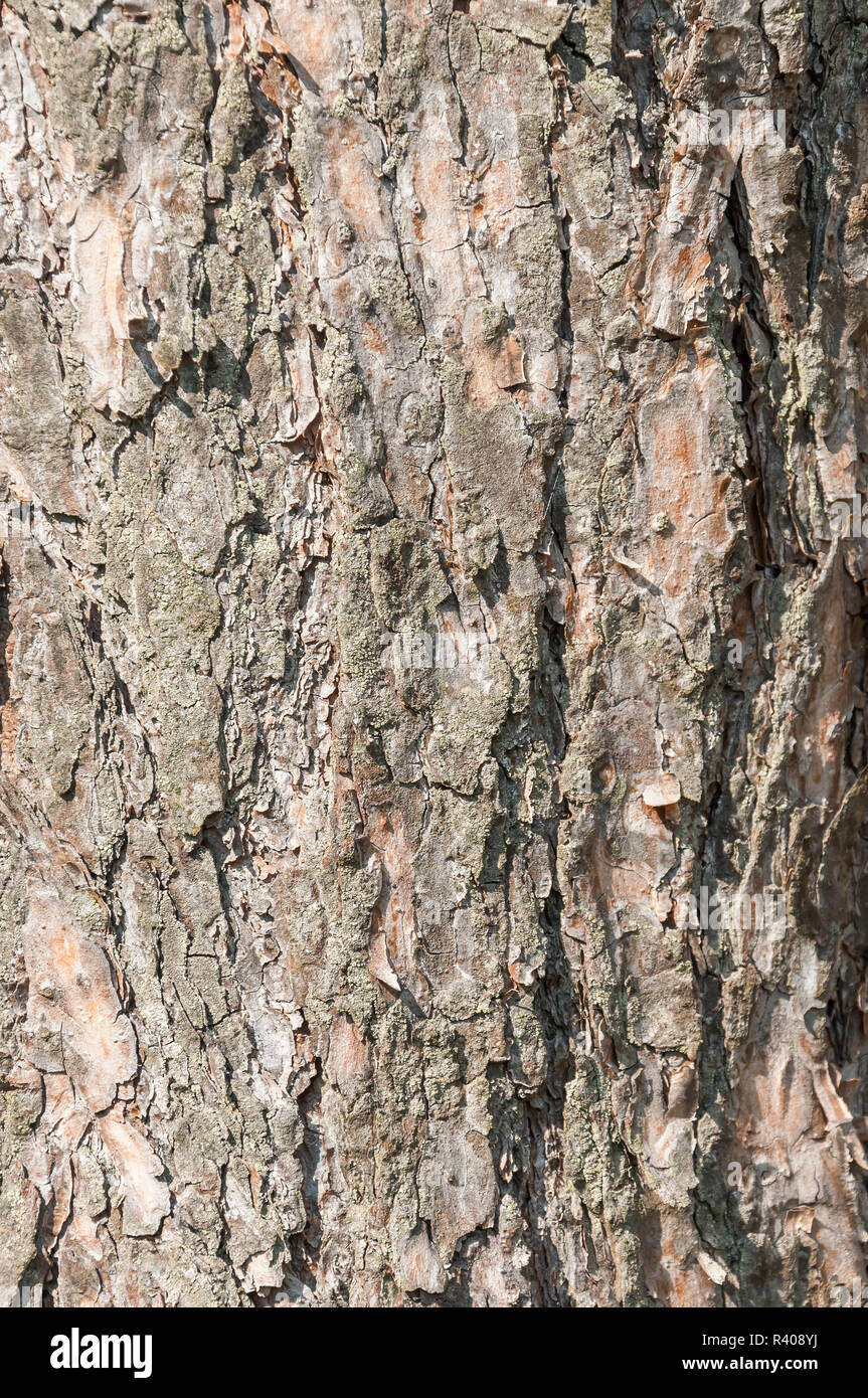 Baum-Rinde-Textur Stockfoto