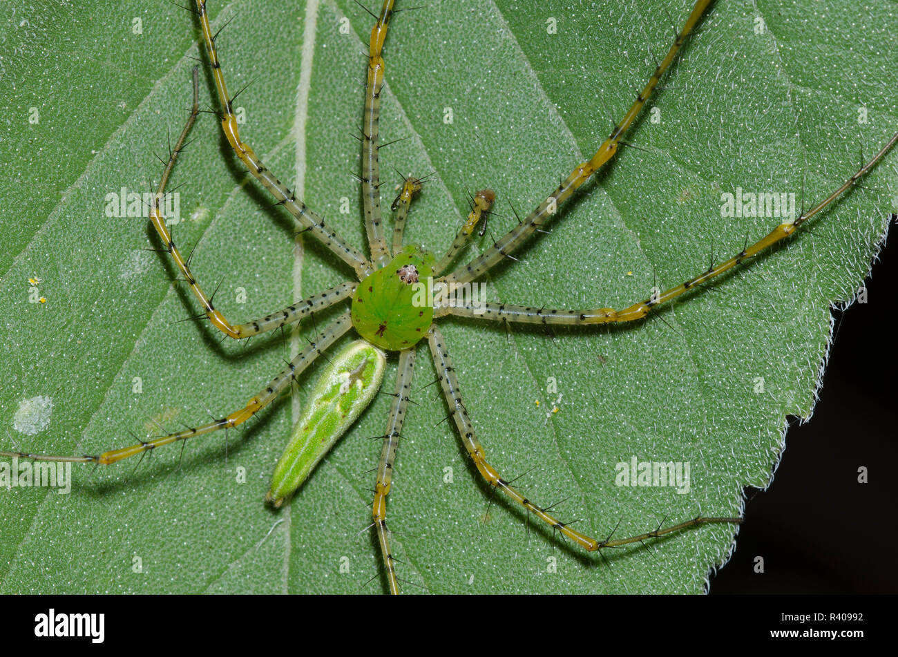Green Lynx Spider, Peucetia viridans, männlichen auf Ashy Sonnenblume, Helianthus Mollis, Blatt Stockfoto