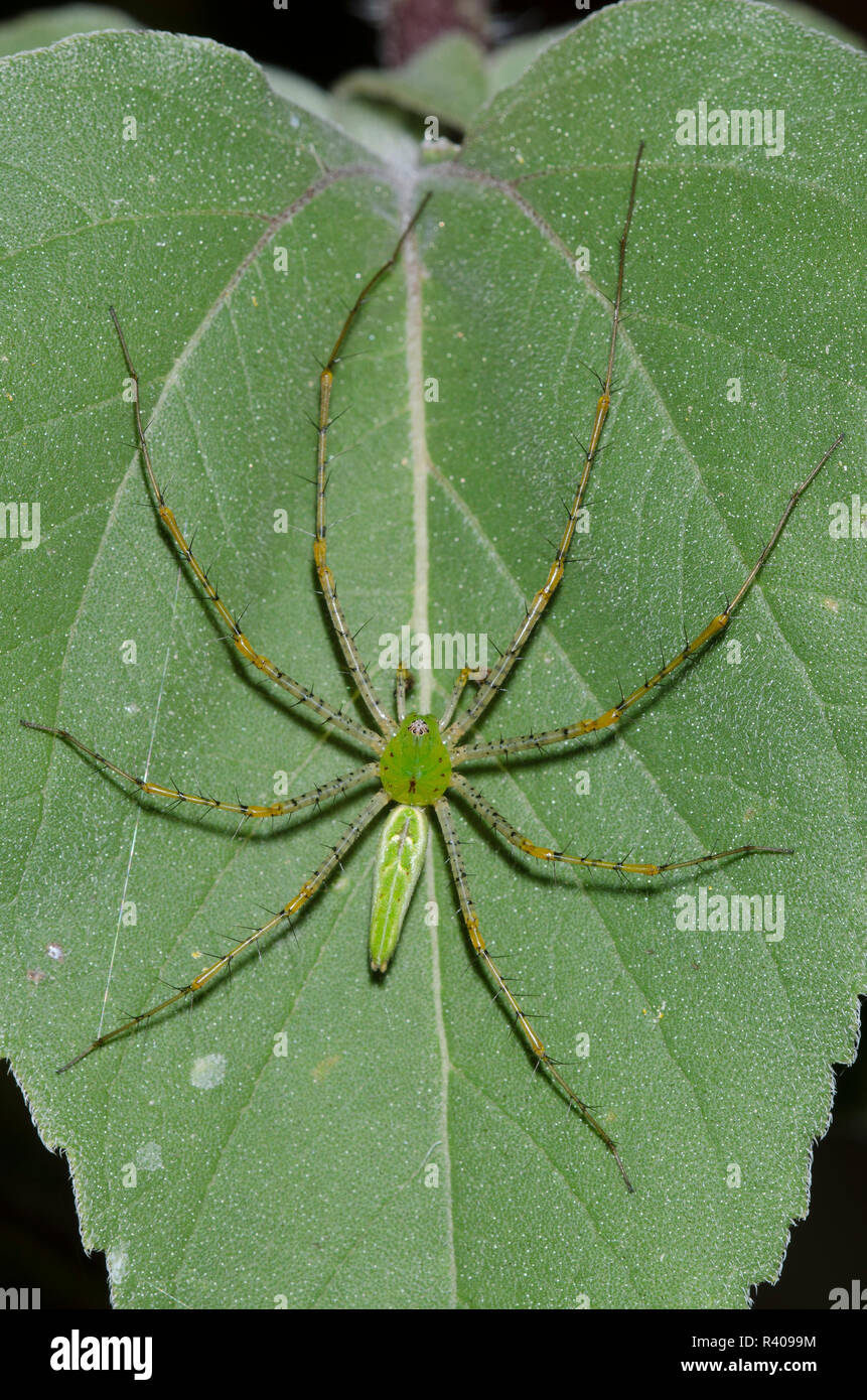 Green Lynx Spider, Peucetia viridans, männlichen auf Ashy Sonnenblume, Helianthus Mollis, Blatt Stockfoto