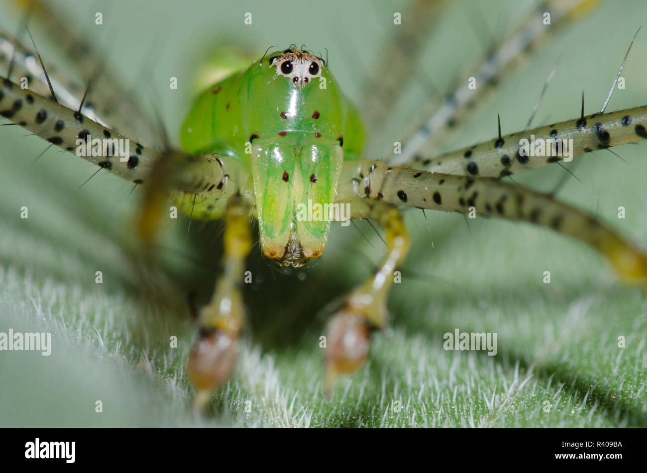Green Lynx Spider, Peucetia viridans, männlichen auf Ashy Sonnenblume, Helianthus Mollis, Blatt Stockfoto