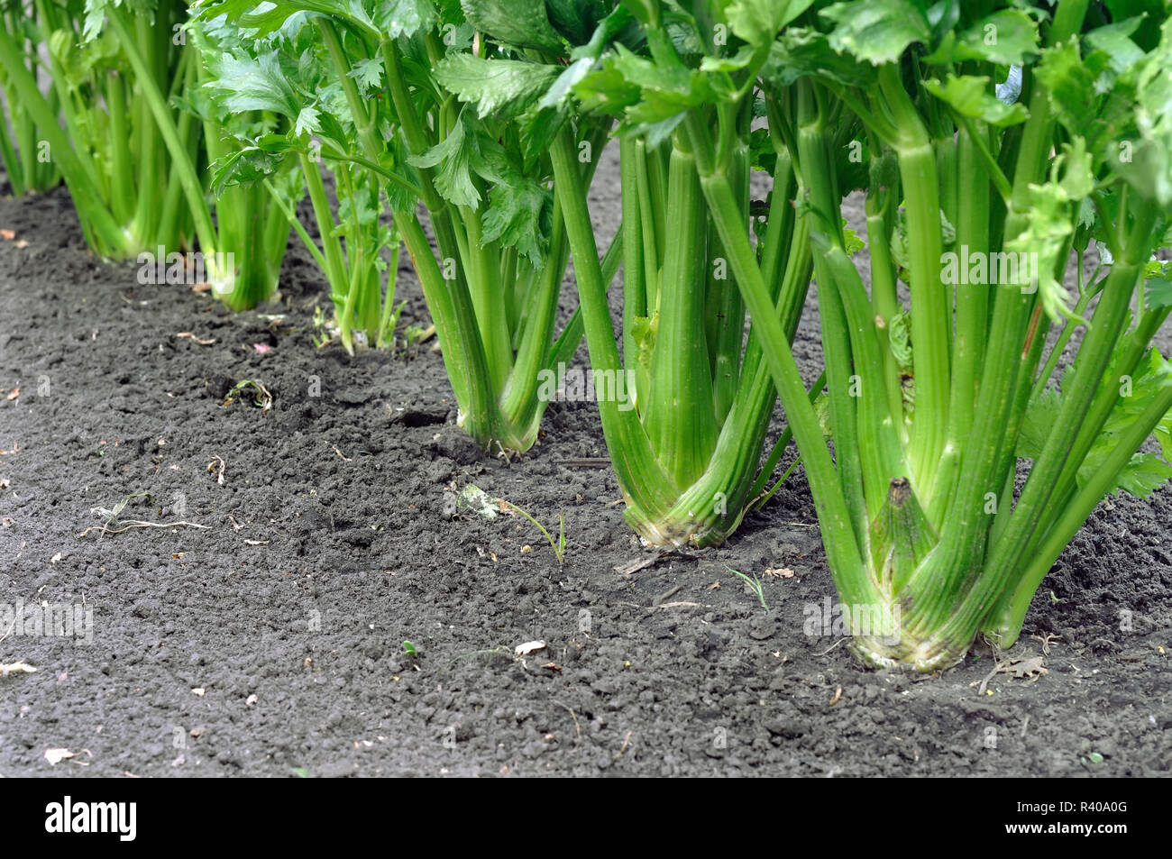 Close-up von sellerie Plantation (blattgemüse) im Gemüsegarten Stockfoto