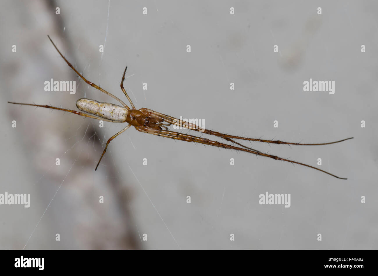 Longjawed Orbweaver, Tetragnatha sp. Stockfoto