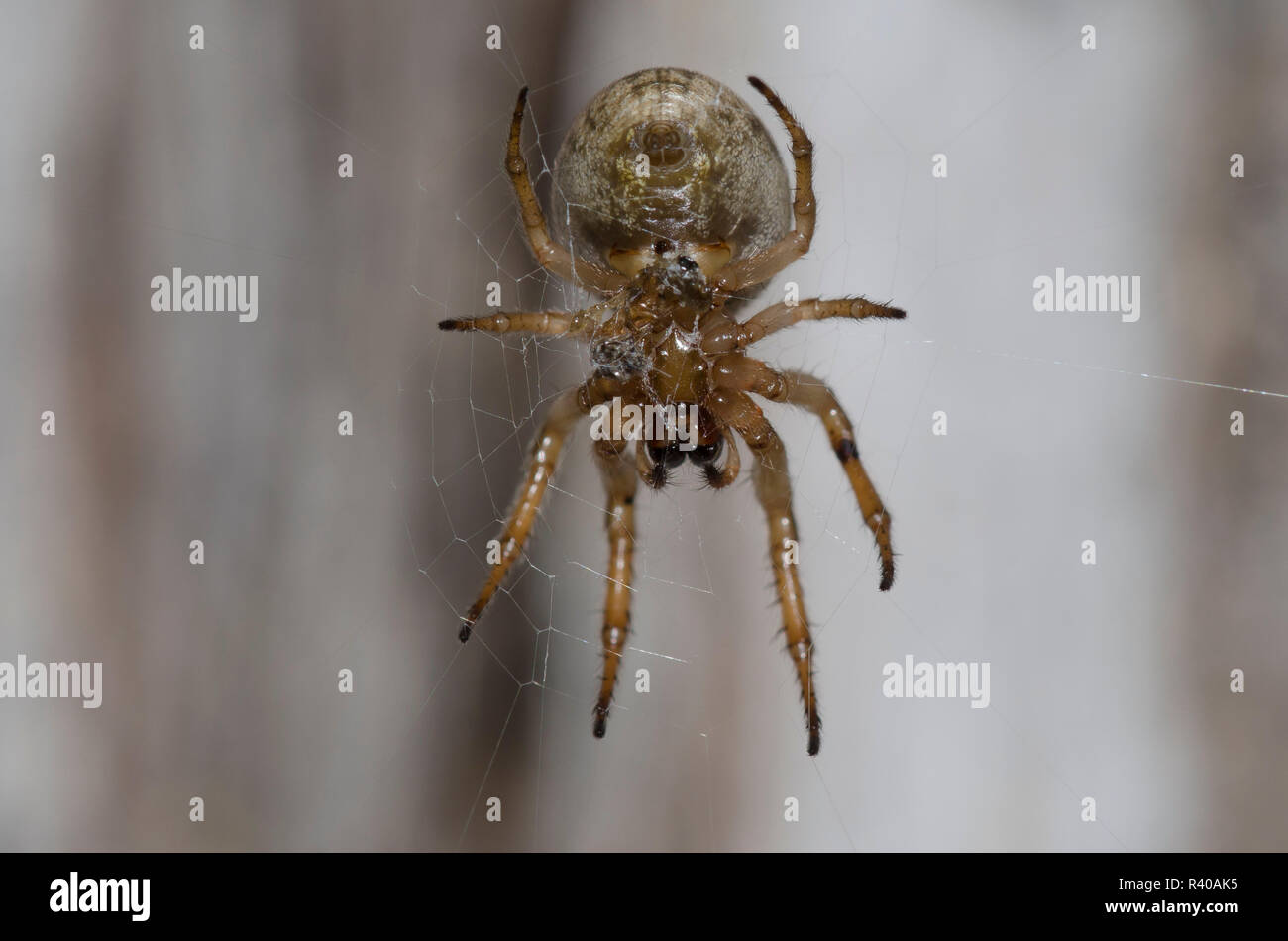 Orb Weber, Familie Araneidae Stockfoto