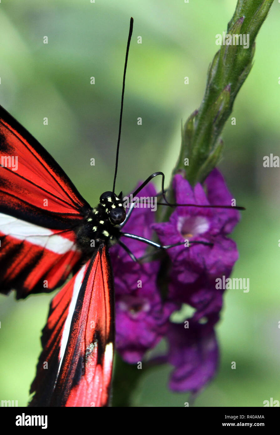 Schmetterling auf kleine lila Blumen Fütterung. Stockfoto