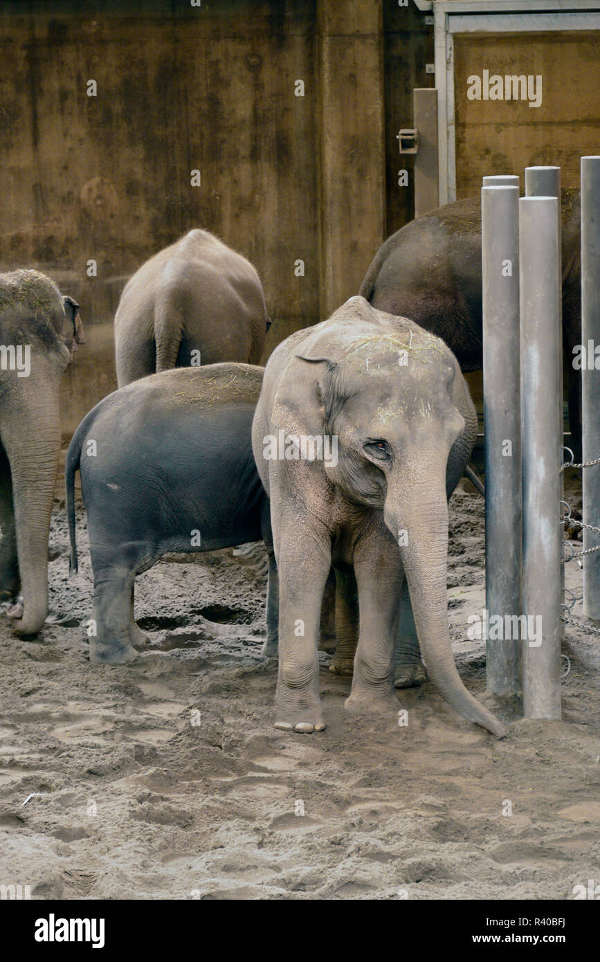USA, Oregon, Portland. Elefanten in Oregon Zoo. Kredit als: Steve Terrill/Jaynes Galerie/DanitaDelimont.com Stockfoto