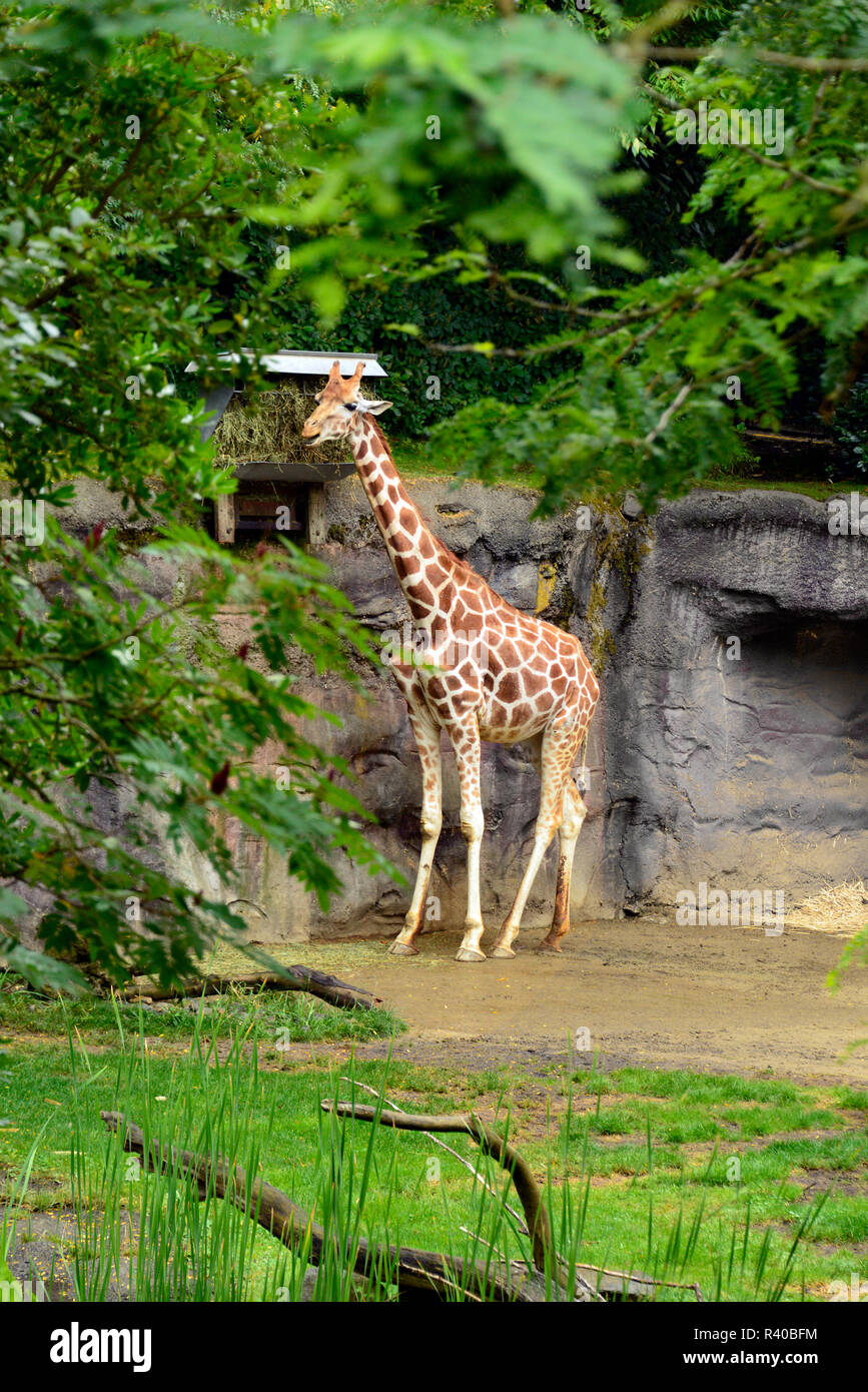 USA, Oregon, Portland. Giraffe in Oregon Zoo. Kredit als: Steve Terrill/Jaynes Galerie/DanitaDelimont.com Stockfoto
