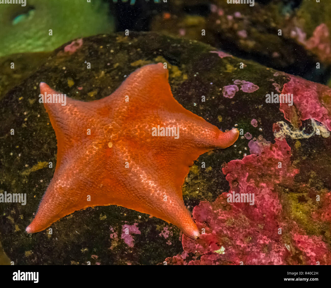 USA, Oregon. Seesterne in Oregon Coast Aquarium. Credit: Jay O'Brien/Jaynes Galerie/DanitaDelimont.com Stockfoto
