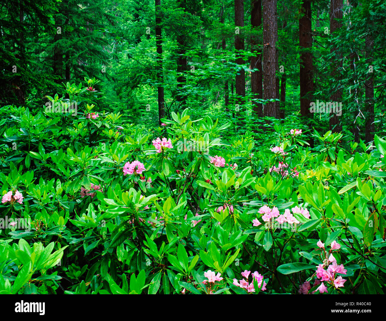 USA, Oregon, Umpqua National Forest. Blühende Rhododendron im Wald. Stockfoto