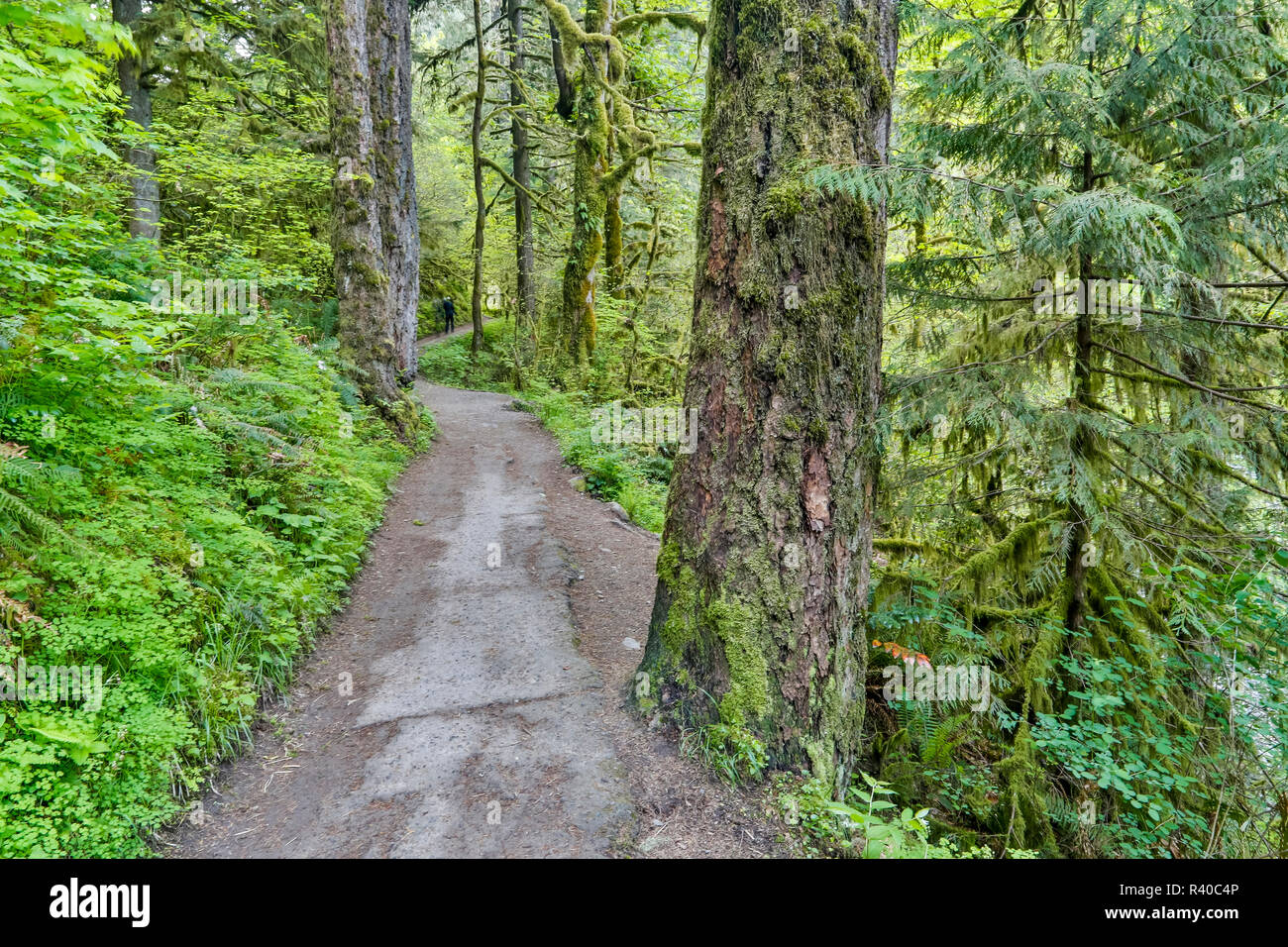 Trail führt zu Elwha fällt, Columbia River Gorge National Scenic Area, Oregon Stockfoto