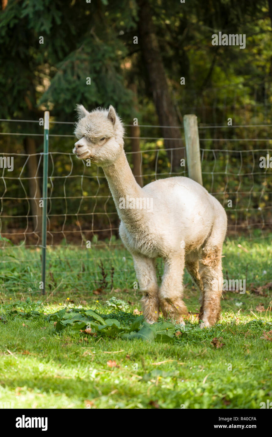 Hood River, Oregon, USA. Alpaka wandern in einer Weide. Stockfoto