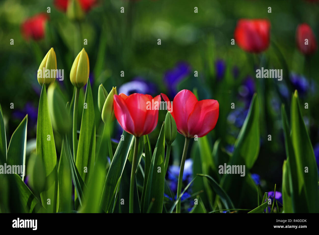 Tulpen in Gelb und Rosa als Lowkey Stockfoto