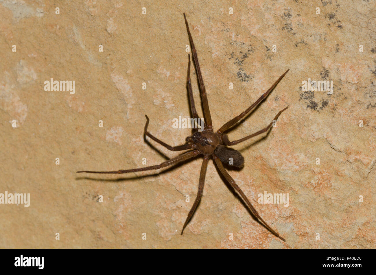 Brown recluse, Loxosceles reclusa Stockfoto