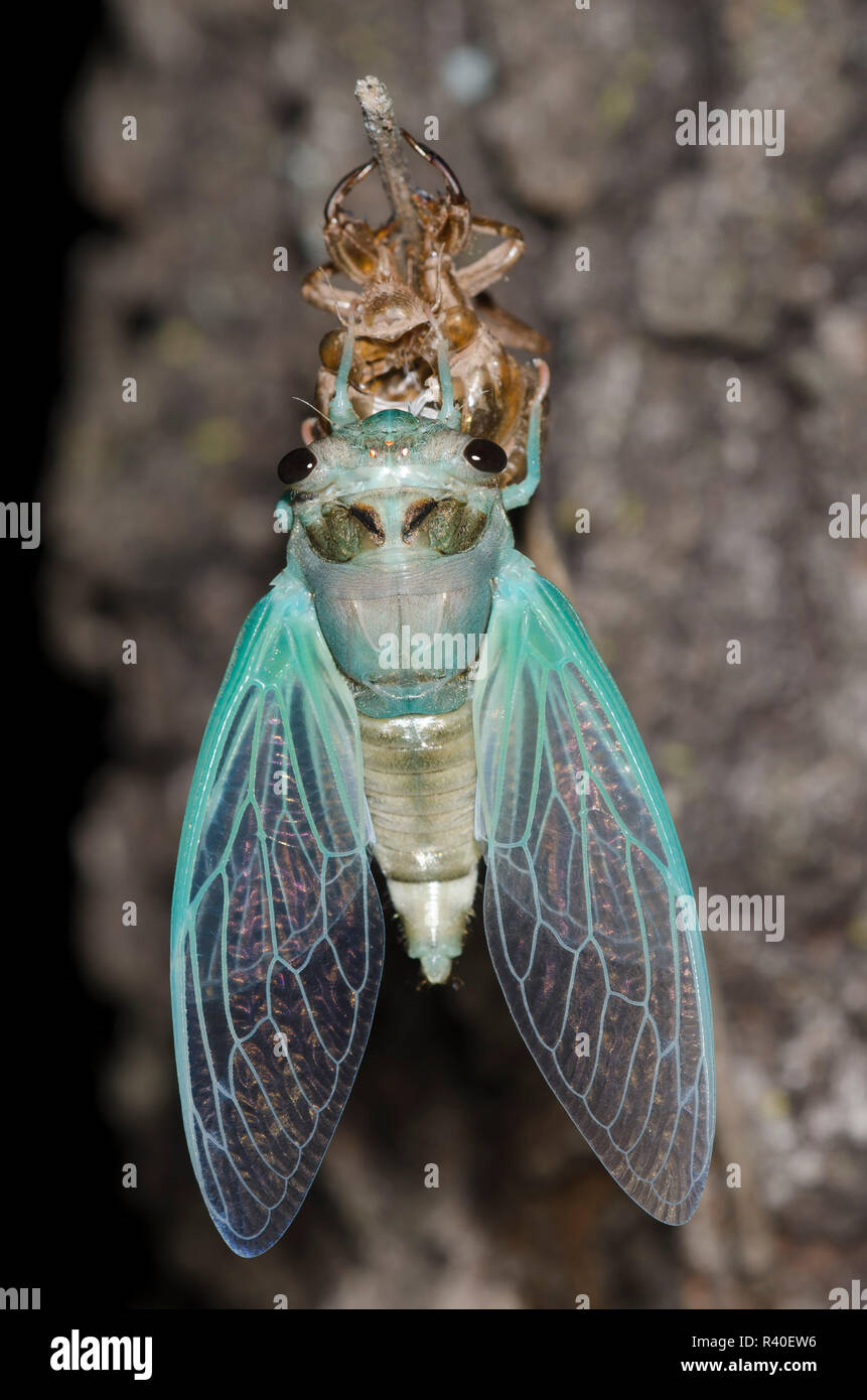 Lyric Zikade, Neotibicen lyricen, Mauser Stockfoto