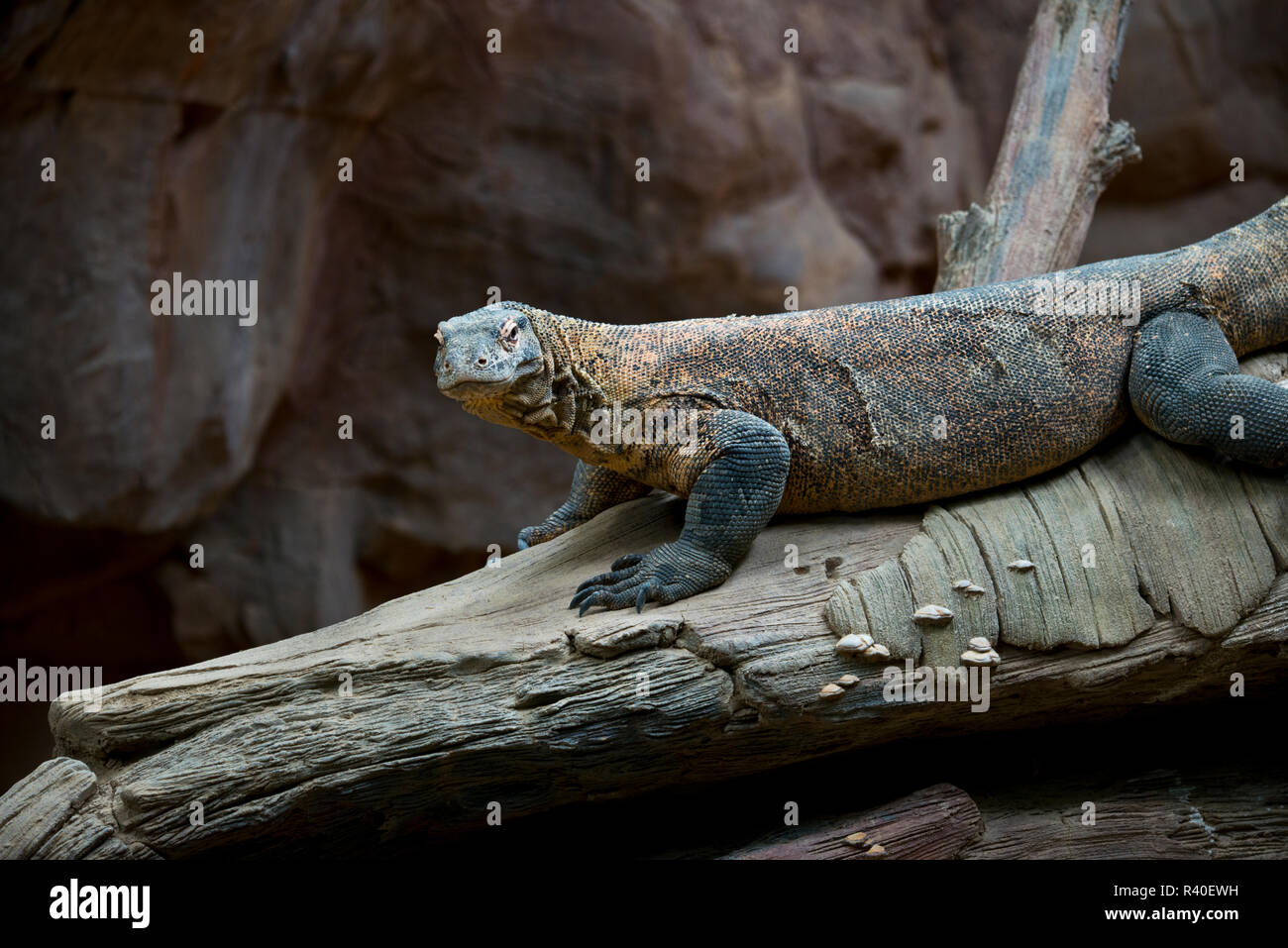 USA, Minnesota, Apple Valley, Minnesota Zoo, Komodo Monitor Stockfoto