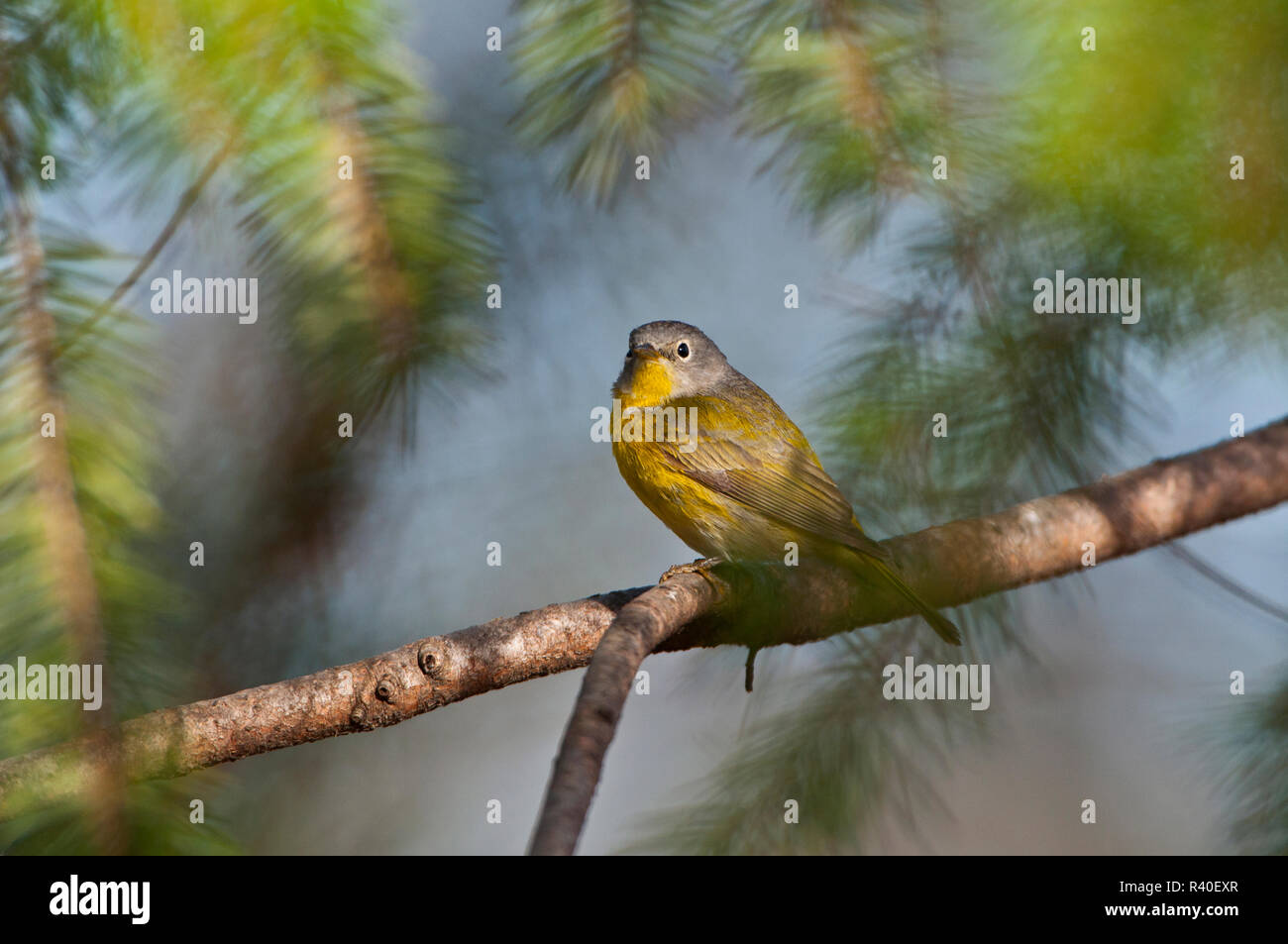 USA, Minnesota Mendota Heights, Mohican Lane, Nashville Warbler Stockfoto