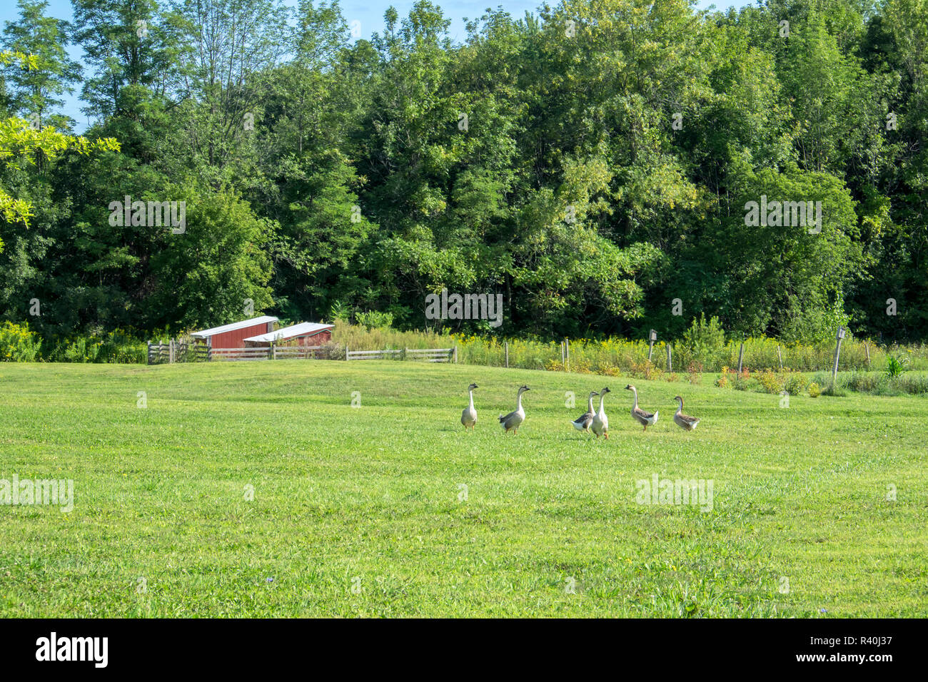 Gänse auf Ackerland, Jordanien, New York, USA Stockfoto