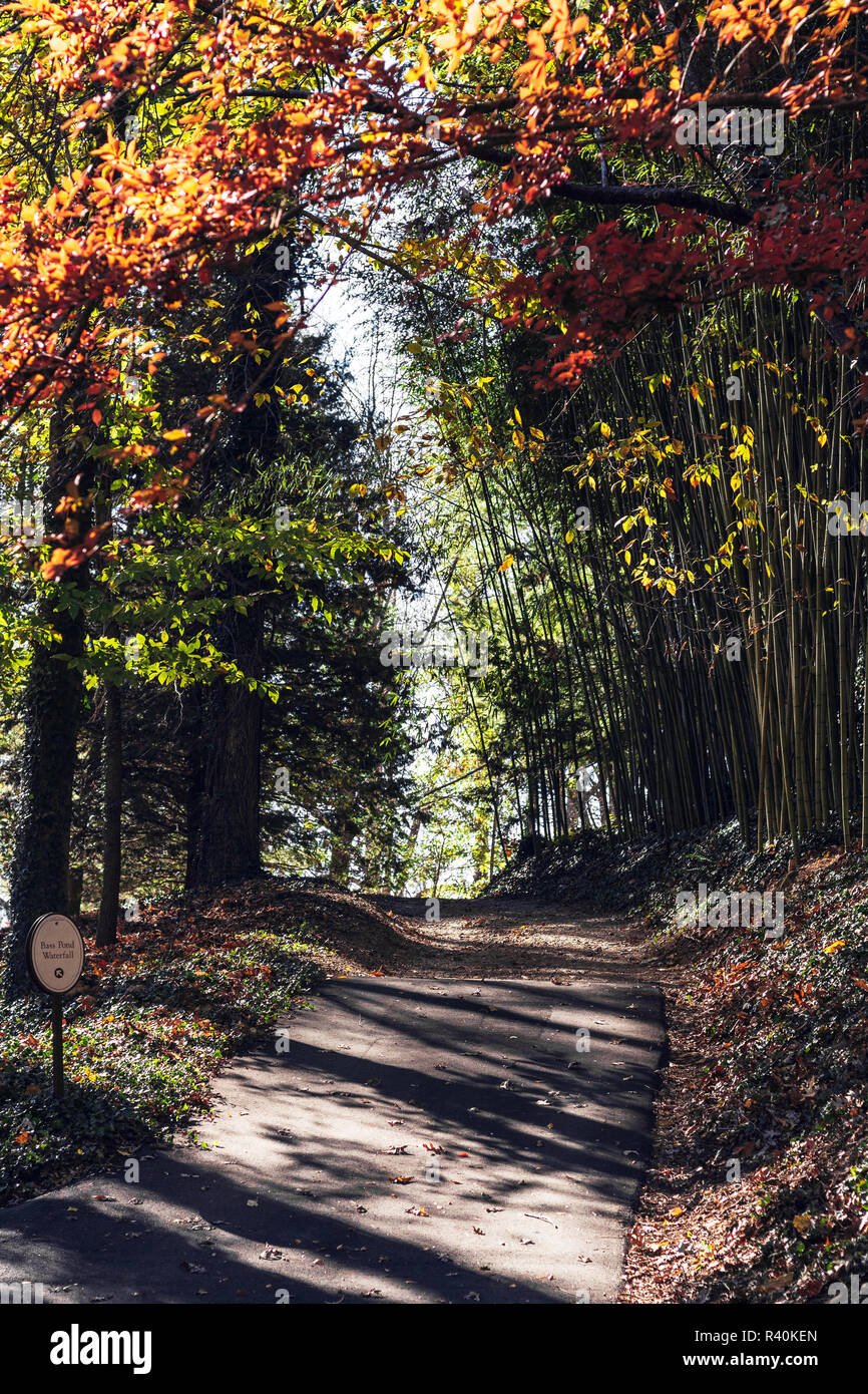 Führt ein Weg zum Horizont, mit Bambus auf beiden Seiten. Stockfoto