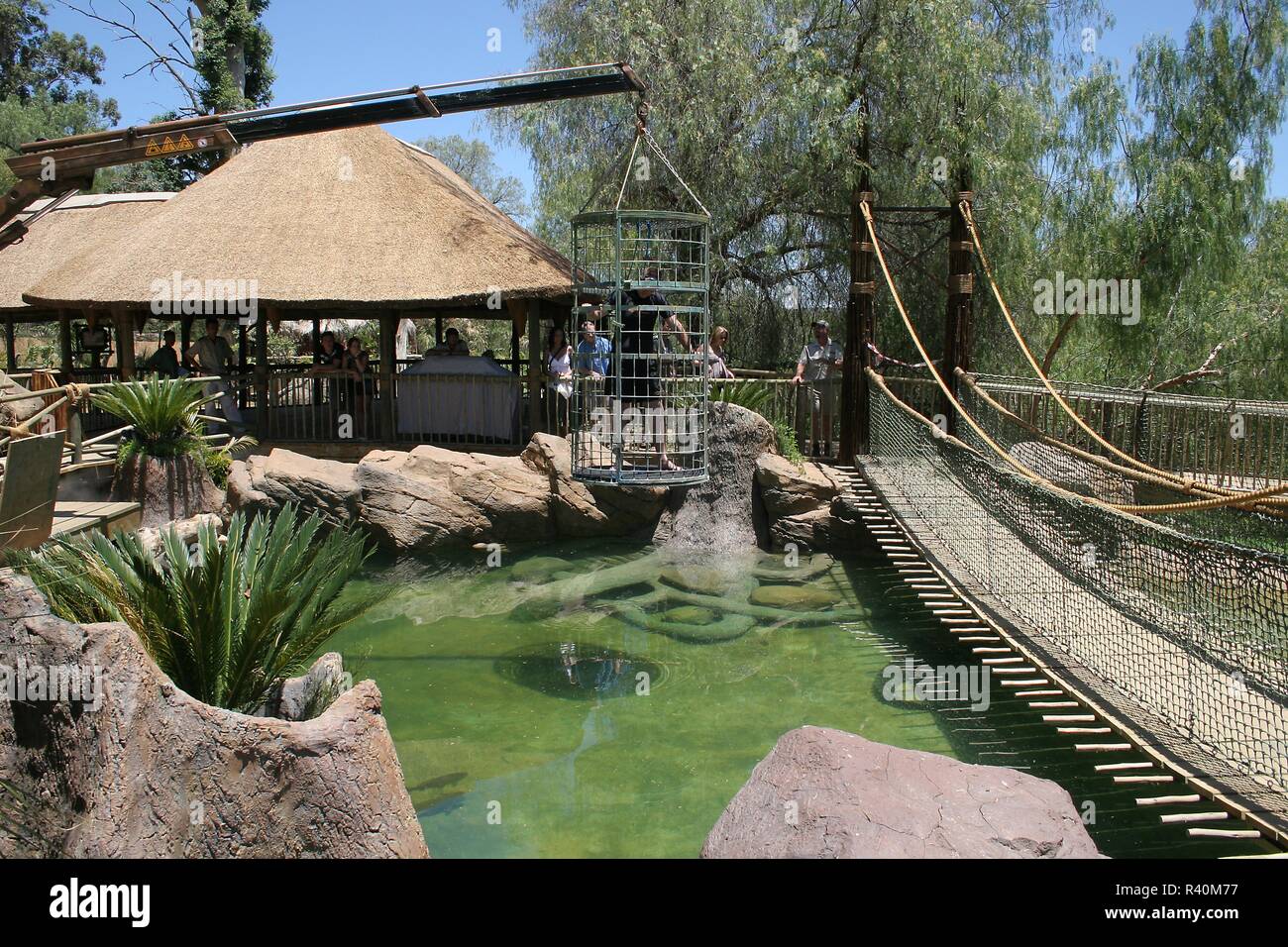 Krokodil, Cage, Tauchen, Oudtshoorn, Südafrika Stockfoto