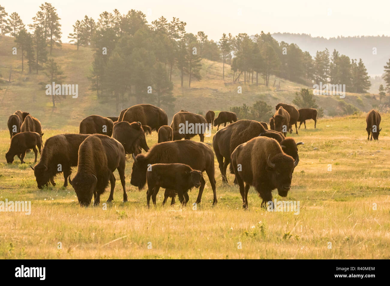 USA, South Dakota, Custer State Park. Hintergrundbeleuchtung bison Herde. Stockfoto