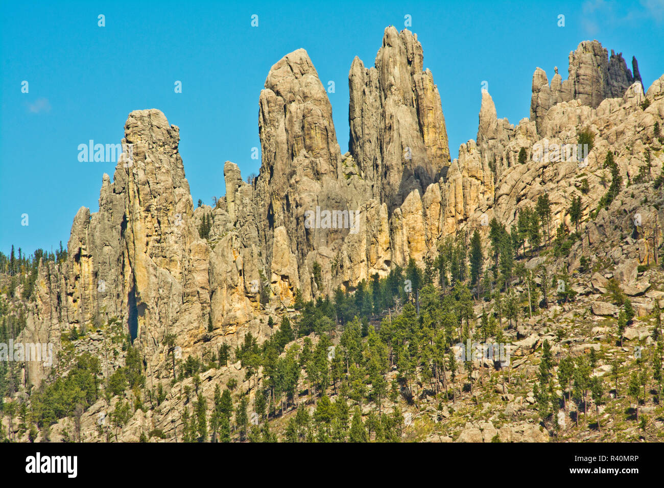 Nadeln, Custer State Park, Black Hills National Forest, South Dakota, USA Stockfoto