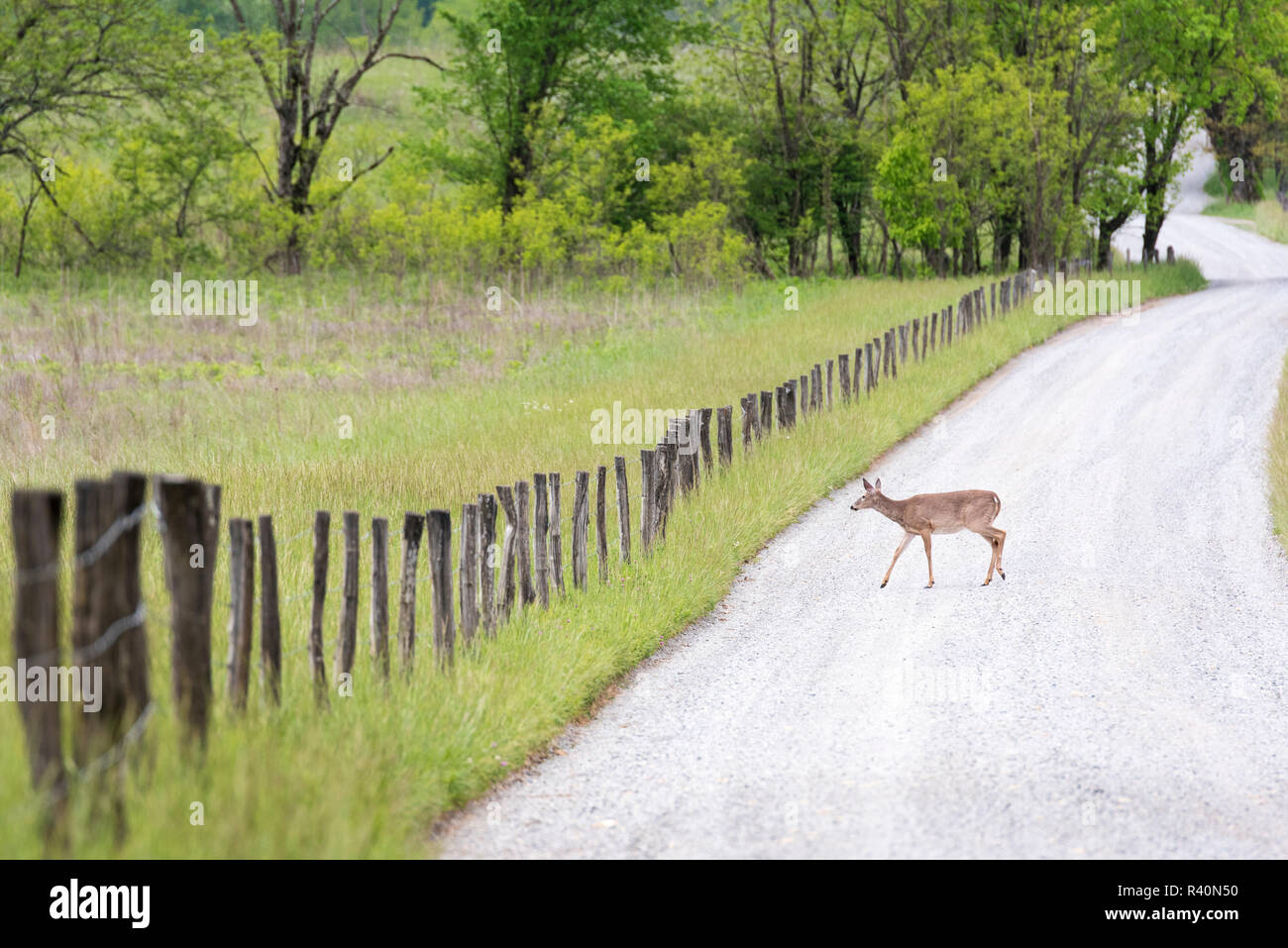 USA, Tennessee, Great Smoky Mountain National Park. Cades Cove, die Tier- und Pflanzenwelt. White tailed deer Kreuze Lane. Stockfoto