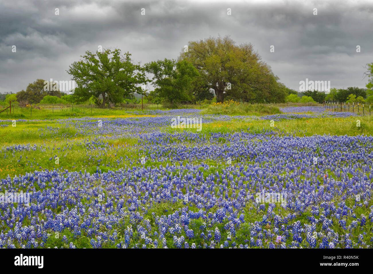 Weitläufige wiese Texas bluebonnet Blumen und Eichen mit Sturm nähert, Texas Hill Country, Marble Falls, Texas, Lupinus texensis Stockfoto