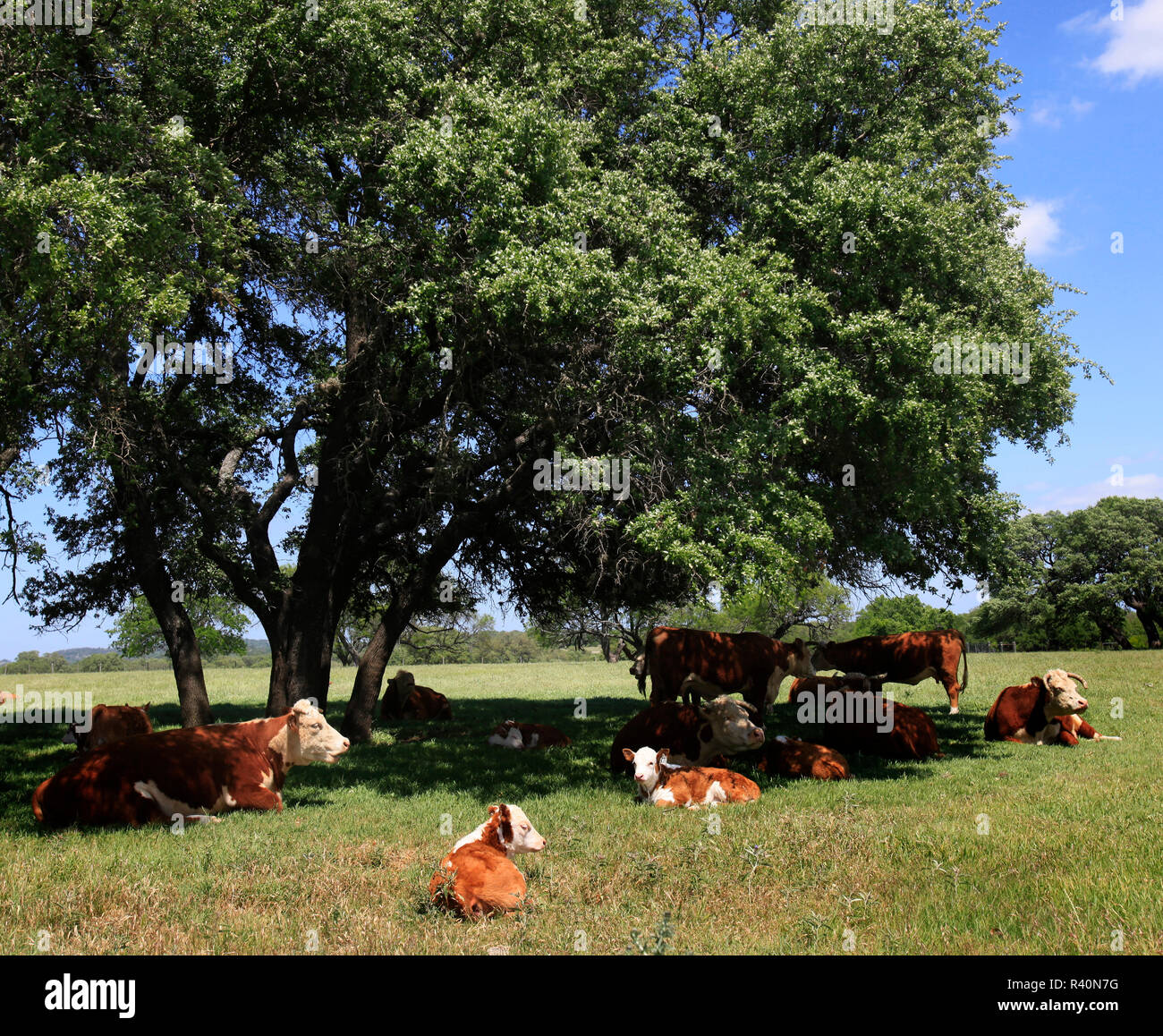 Hereford Rind am LBJ Ranch in der Nähe von Johnson City, Texas. Stockfoto