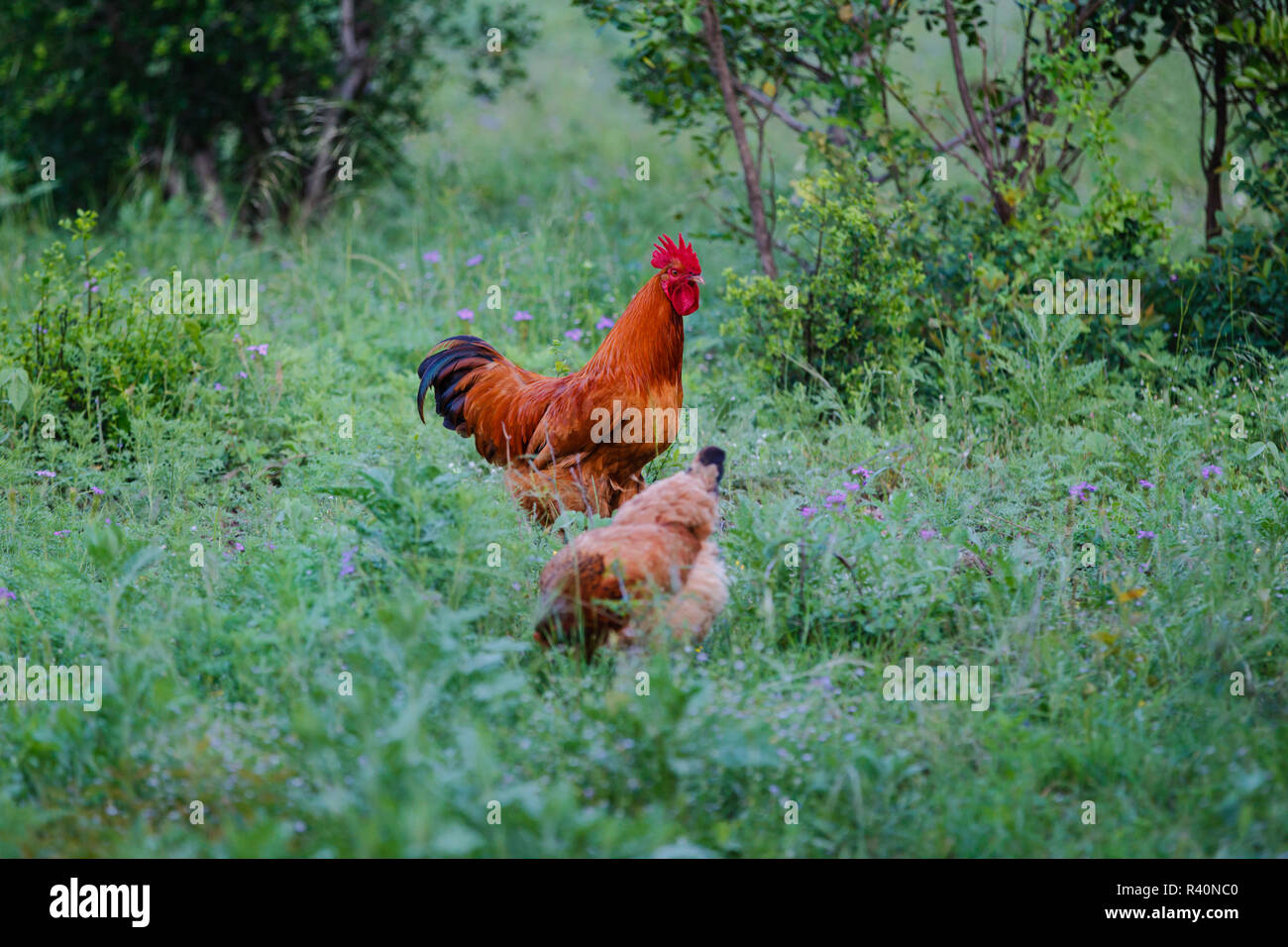 Hühner (Gallus gallus) Ernährung im begrünten Hinterhof Stockfoto