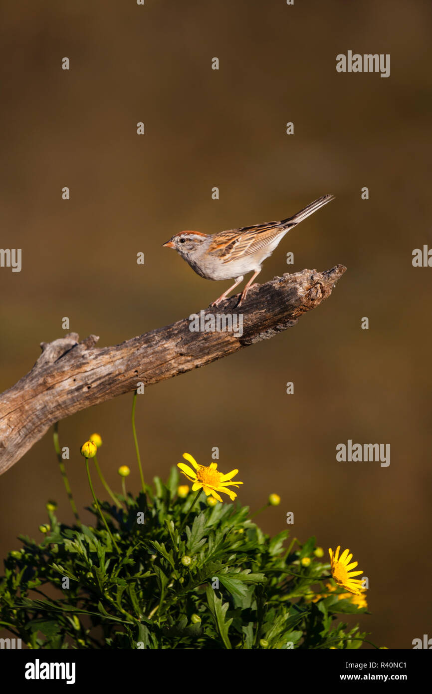 Chipping Sparrow (Spizella Passerina) gehockt Stockfoto