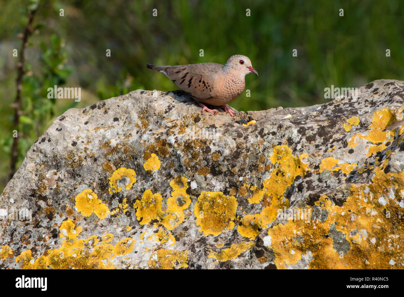Gemeinsame Ground-Dove (Columbina Passerina) in den felsigen Lebensraum Stockfoto