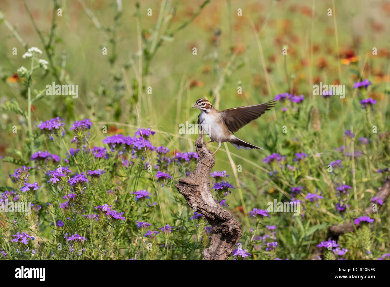 Lerche Sparrow (Chondestes grammacus) Erwachsenen gehockt Stockfoto