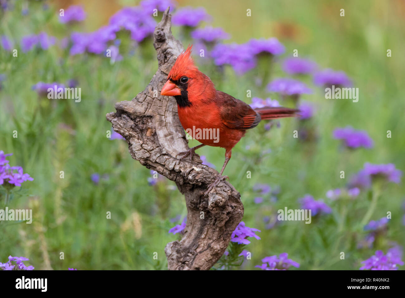 Northern cardinal (Cardinalis Cardinalis) männlich in Barsch Stockfoto