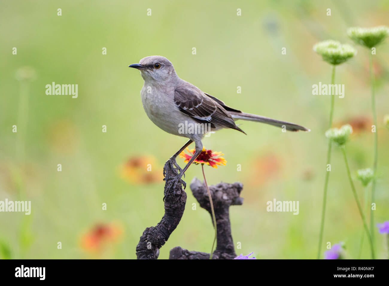 Northern Mockingbird (Mimus polyglottos) in Wildblumen gehockt Stockfoto