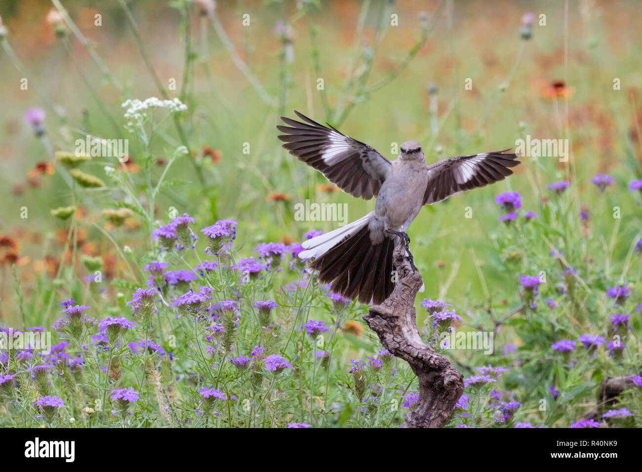 Northern Mockingbird (Mimus polyglottos) Landung auf Barsch in Wildblumen Stockfoto