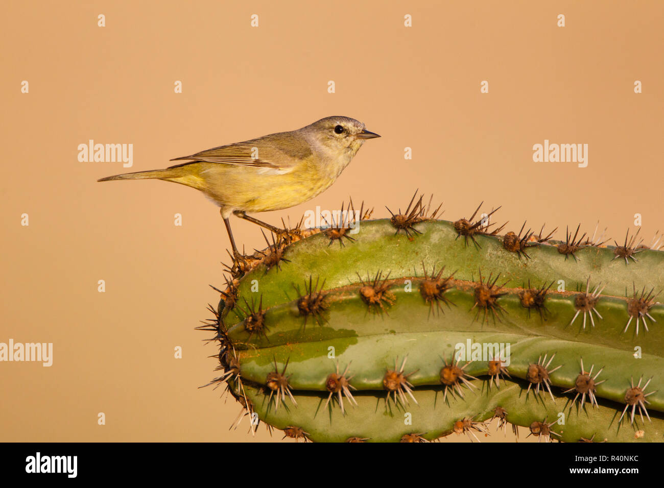 Orange - gekrönte Warbler (Vermivora celata) im Cactus Stockfoto