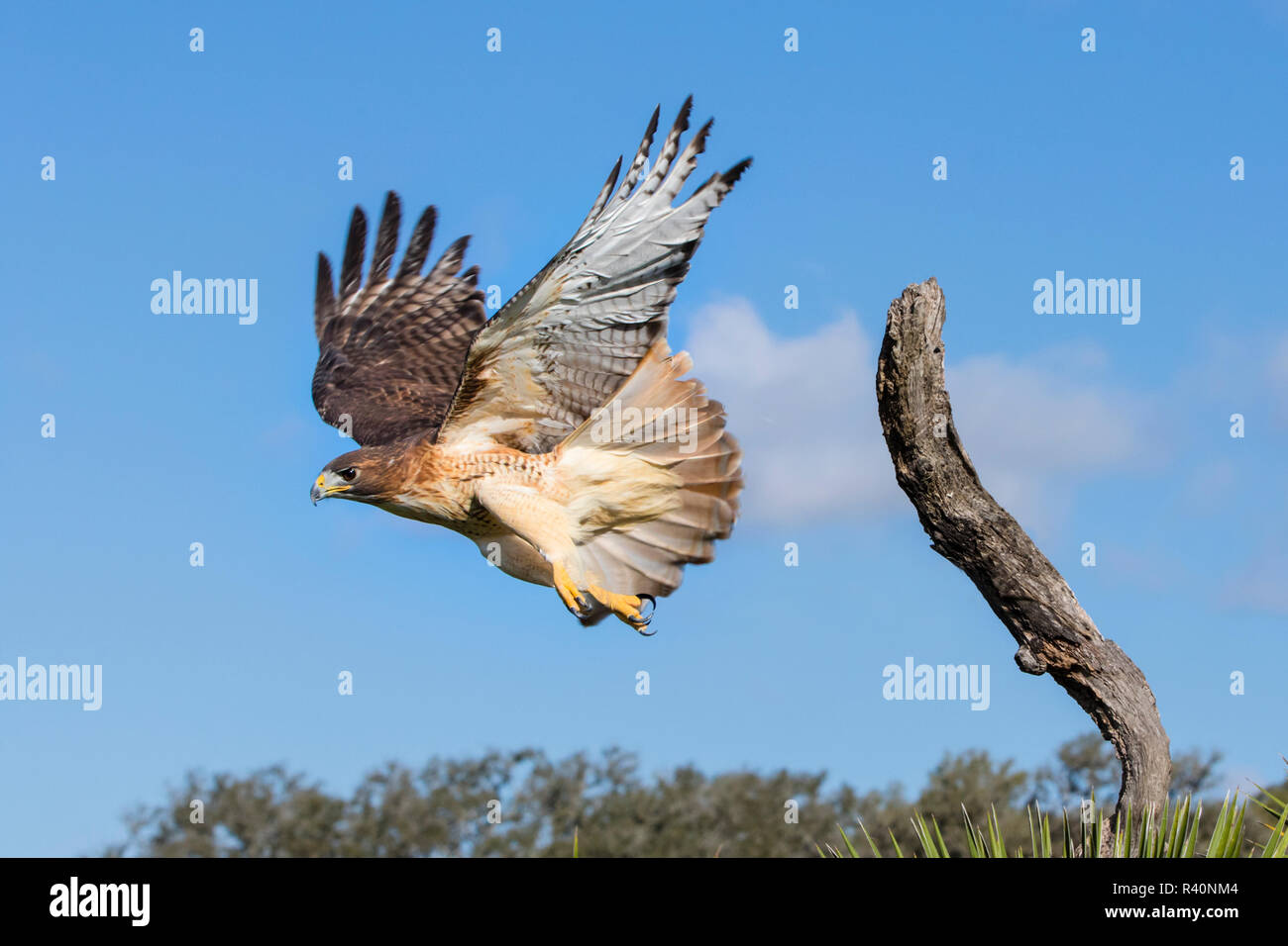 Red-tailed Hawk (Buteo Jamaicensis) erwachsenen Fliegen (Captive) Stockfoto