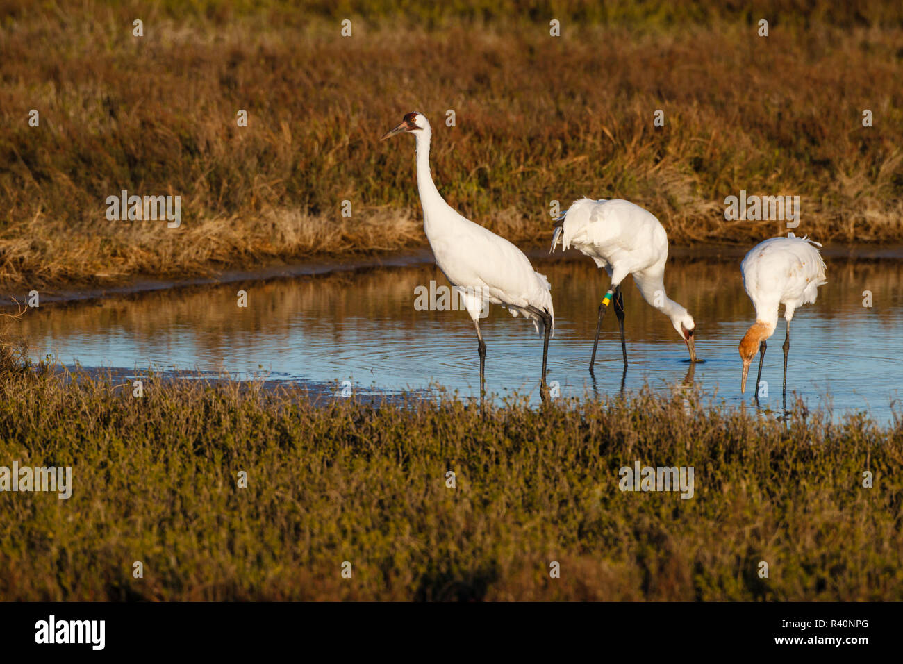 Whooping Crane (Grus Americana) Familie Fütterung Stockfoto