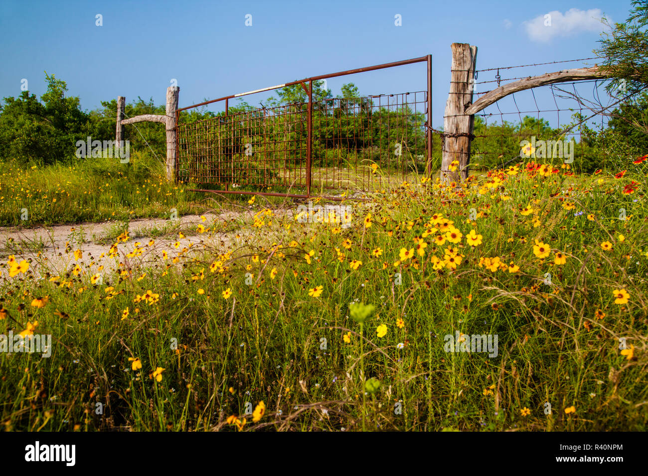 Ranch Tor und Wildblumen in der Nähe von Uvalde, Texas, April Stockfoto